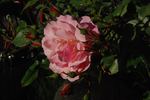 Märchenland rose photo