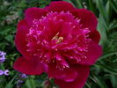 Instituteur Doriat peony photo