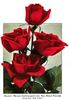 Mrs. Henry Winnett rose photo