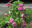 Simon Estes rose photo