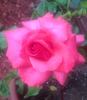 Cinnamon Dolce rose photo