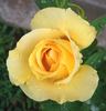 Ch-Ching! rose photo