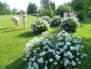 Innocencia ® rose photo