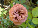 Spirit Dance rose photo
