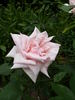 Souvenir de Madame Salati-Mongellaz rose photo
