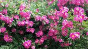 William Baffin rose photo