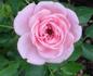 Baby Grand rose photo