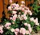 Baby Grand rose photo