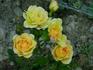 Yellow Fairy ™ rose photo