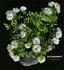 Eva Teschendorff rose photo