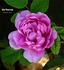 Ma Ponctuée rose photo