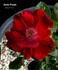 Hester Prynne rose photo