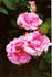 Ultimate Pink ™ rose photo