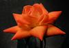 Orange Sunset rose photo