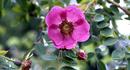 Denise Hilling rose photo