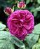 Earl of Pembroke rose photo