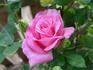 First Federal's Renaissance rose photo