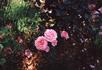Rose Parade rose photo