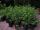 Rosa canina 'Schmids Ideal' rose photo