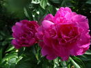Hania peony photo