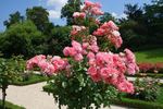 Vent d'Eté rose photo