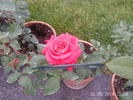 Candy Apple rose photo