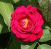 Parkzierde rose photo