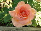 Antigua rose photo