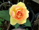 Pacific Celebration rose photo