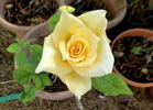 Great Rosarians of the World rose photo
