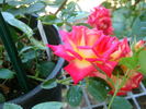 Wanderlust rose photo