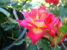 Wanderlust rose photo