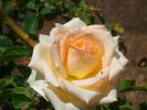 King Kong+ rose photo