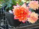 Jennie Anne rose photo