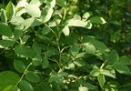 <i>Rosa canina</i> 'Laxa' rose photo
