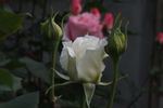 Kristall rose photo