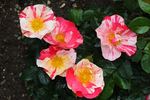 Mind Games rose photo