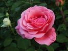 Pariser Charme rose photo