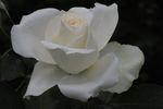 White Symphonie rose photo