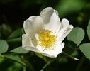 <i>Rosa canina</i> 'Laxa' rose photo