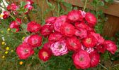 Magic Dragon rose photo