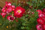 Magic Dragon rose photo