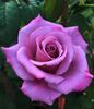 Azure Sea rose photo