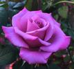 Azure Sea rose photo