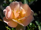 Be a Gentleman rose photo