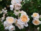 Charity rose photo