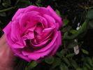 Kralj Alexander I rose photo