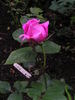 Kralj Alexander I rose photo