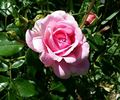 Viking Queen rose photo