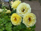 Walking On Sunshine rose photo